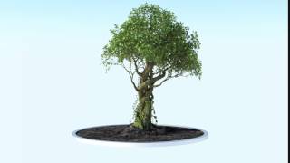 Growing tree animation  Growfx [upl. by Livy423]