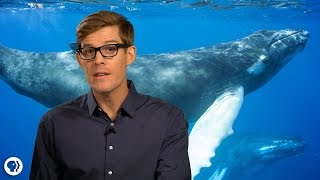 Amazing Facts About Whales [upl. by Leesen632]