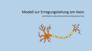 Erregungsleitung am Axon  Domino Modell [upl. by Andrea]