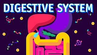 How our Digestive System Works [upl. by Rendrag849]