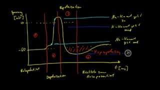 Neurobiologie  6 Das Aktionspotential [upl. by Wynny]