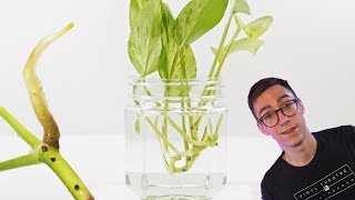 How To Propagate Pothos Cuttings  2 BEST Methods [upl. by Presber]