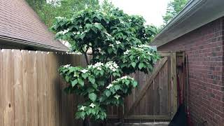 A Kousa Dogwood tree in bloom in a small area Perfect small tree [upl. by Austin]