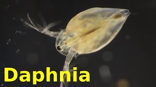 Daphnia [upl. by Octavius846]