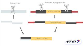 Les transposons [upl. by Derwon]