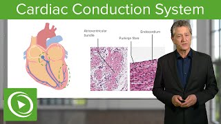 Cardiac Conduction System – Histology  Lecturio [upl. by Rocray]