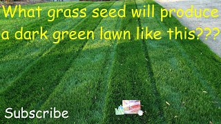 What grass seed produces a dark green lawn [upl. by Gnemgnok]