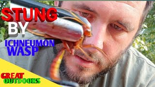 Stung by parasitic wasp parasitoids Ichneumon wasp sting test [upl. by Ahsap]