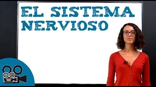 El sistema nervioso [upl. by Mick]