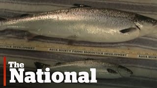 Geneticallymodified salmon approved by FDA [upl. by Frentz]