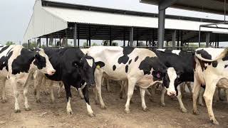 Modern Dairy Farm  Top Quality Holstein Friesian Cows  HRM DAIRIES  in Pakistan by Mukkram [upl. by Nosac]