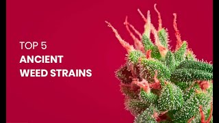 Top 5 Ancient Weed Strains [upl. by Adne]