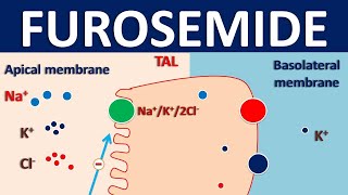 Furosemide  Mechanism side effects interactions and indications [upl. by Crescin]