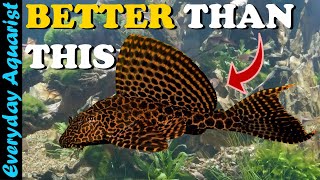 6 Aquarium ALGAE EATERS That Are BETTER Than PLECO [upl. by Eidarb]