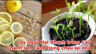 Cách trồng ớtTrồng ớt năng xuất cao và cách chăm sóc [upl. by Etennaej]