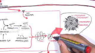 Physiology of Lipoproteins Cholesterol [upl. by Keil]