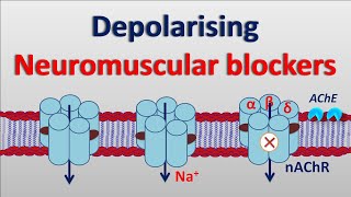 Depolarising neuromuscular blockers [upl. by Nahtaneoj]