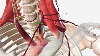 Ultrasoundguided subclavian venous access [upl. by Apur540]