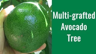 How to Graft Avocado Trees  Multigrafted Avocado [upl. by Assereht328]