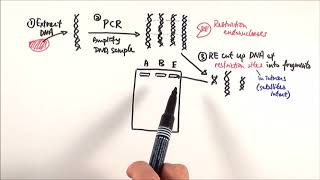 A2 Biology  DNA profiling OCR A Chapter 211 [upl. by Bradleigh]