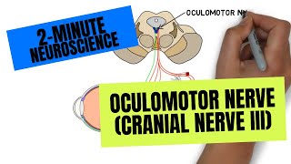 2Minute Neuroscience Oculomotor Nerve Cranial Nerve III [upl. by Anayet]