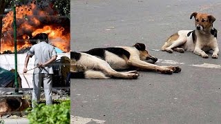 Chennai villagers burn 50 stray dogs alive  Oneindia News [upl. by Ennove]