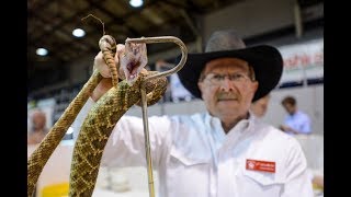 Jaycees Sweetwater Rattlesnake Roundup [upl. by Atipul]