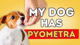 Natural Remedies for Pyometra in Dogs [upl. by Anaahs285]