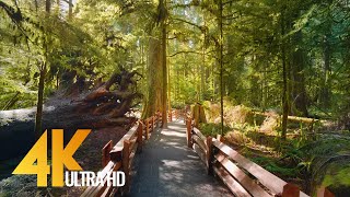 4K Virtual Hike through Canadian Forest with Nature Sounds  Incredible Nature of British Columbia [upl. by Quartus]