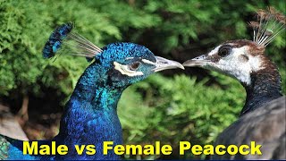 Difference between Male and Female Peacocks Peahens [upl. by Lebam]