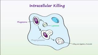 Phagocytosis [upl. by Nomed]