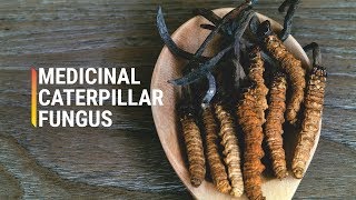 Why Are Cordyceps So Expensive [upl. by Jordans58]