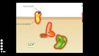 Cholera Toxin Mode of Action [upl. by Lellih14]