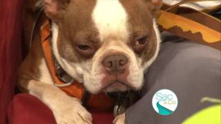 When to worry about your Dog Coughing and Sneezing [upl. by French]