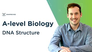 DNA Structure  Alevel Biology  OCR AQA Edexcel [upl. by Sonni]