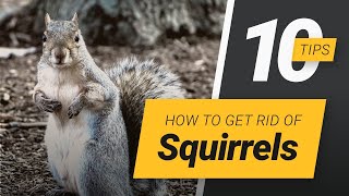 How To Get Rid Of Squirrels [upl. by Pich825]