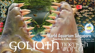 Goliath Tigerfish River Monster World Congo River amp Goliath Tiger Fish Aquariums [upl. by Ahsuas]