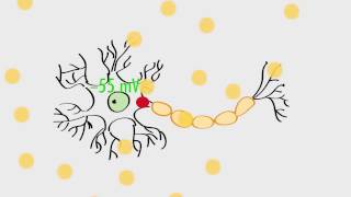 Anatomy amp Physiology Action Potentials amp Axonal Transmission [upl. by Benson]