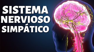 El SISTEMA NERVIOSO SIMPÁTICO explicado partes funciones y conexiones🧠 [upl. by Drarreg]