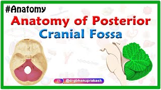 Anatomy of Posterior cranial Fossa [upl. by Haneekas]