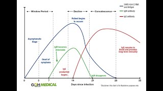 Antibody tests explained  IgG IgM [upl. by Champ]