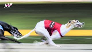 Greyhounds  8 dogs  Track race [upl. by Monroe]