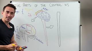 Overview of the Central Nervous System CNS [upl. by Binky]