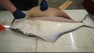 How to Fillet a Halibut EASY METHOD  KastKing [upl. by Francesca]