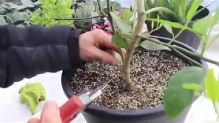 How to Care for Lemon Trees [upl. by Lexy534]