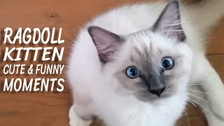 Ragdoll Kitten Compilation  Cute and Funny Moments [upl. by Aneda]