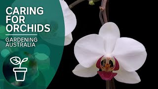 How to keep orchids flowering [upl. by Ailahk105]