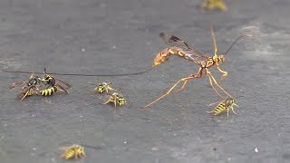 Giant Ichneumon Wasp Drinking Honeydew amp Fighting Yellowjackets [upl. by Rosner]