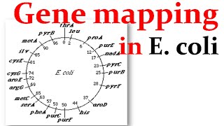 Gene mapping in Ecoli [upl. by Fronia]