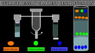 Sucrose Density Gradient Centrifugation [upl. by Arvad738]